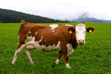 Fototapeta na wymiar Alpine Cow