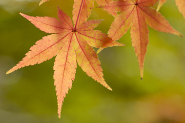 紅葉