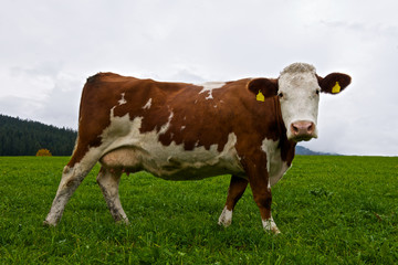 Alpine cow on a green meadow.