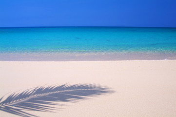 ヤシの葉の影と海