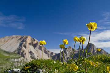 Trollblumen in den Dolomiten - obrazy, fototapety, plakaty