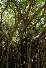 ガジュマルの大樹