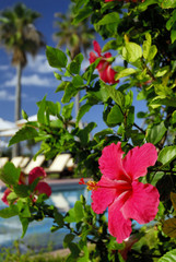 Obraz premium プールサイドのハイビスカス