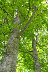 Naklejka premium ブナの森