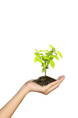 Growing green seedlings in a hand