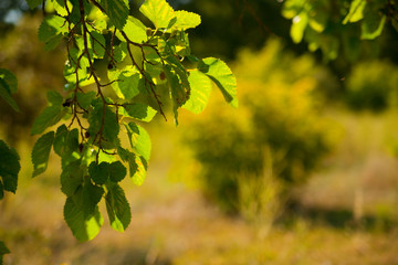 feuillages au soleil