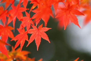 紅葉