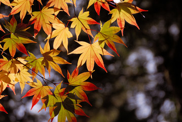 紅葉