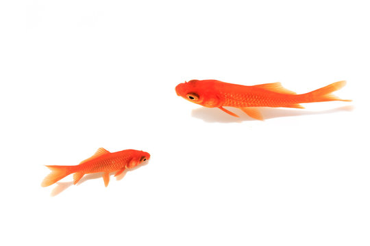 Goldfish　金魚
