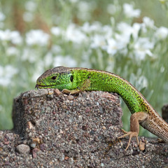 Zauneidechse - Lacerta agilis