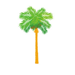 palm tree