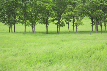 Fototapeta na wymiar 草原と木々