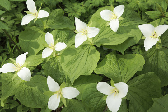 67 Best オオバナノエンレイソウ Images Stock Photos Vectors Adobe Stock