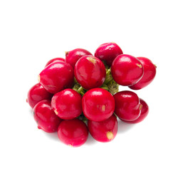 young radishes isolated over white