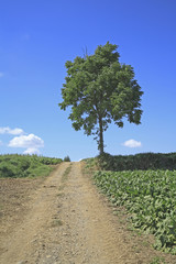 Obraz premium 一本の木