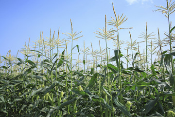 とうもろこし畑