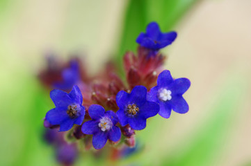 花と植物