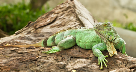 iguana