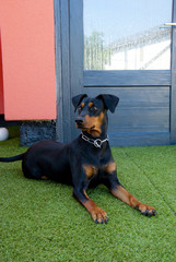 Deutscher Pinscher