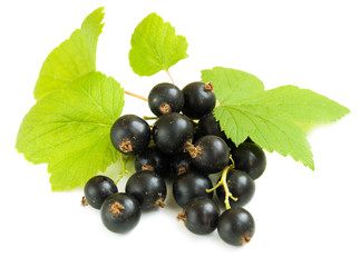 Black currant