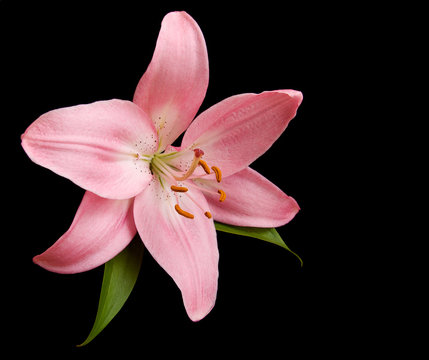 Fototapeta Pink lily on a black background