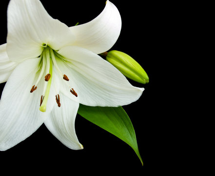 White Lily On A Black Background