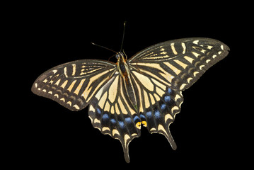 Butterfly (Papilio xuthus) 25