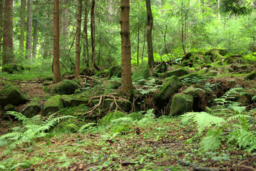 Bayerns gr&uuml;ne Lunge