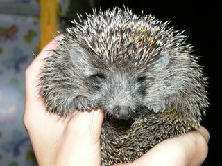 животные © coptosia