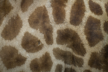 genuine leather skin of giraffe
