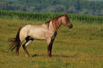 beautiful stallion in the pasture