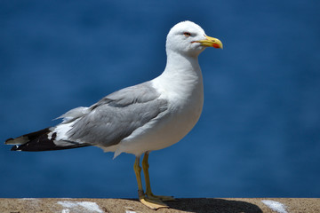 Obraz premium Gabbiano Cinque Terre Liguria