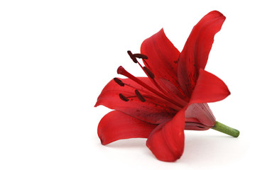 red lily