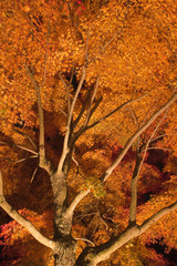 紅葉のもみじのライトアップ