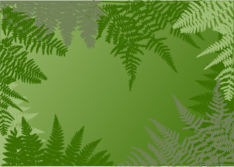 green fern frame illustration © Alexander Potapov
