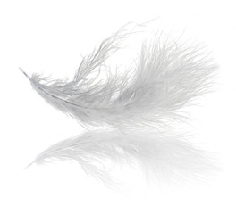 single fluffy light feather with reflection