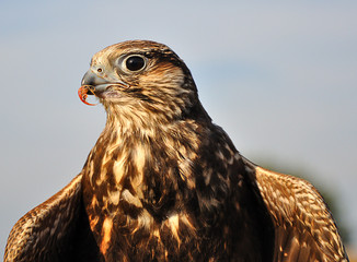 Common buzzard with spread wings