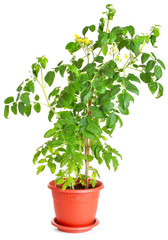 Tomato plant growing in a flower pot isolated on white