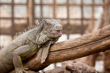 Green iguana sitting on a branch