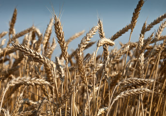 Wheat field