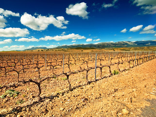 Fototapeta na wymiar Landscape of Vineyard in La Rioja, Spain