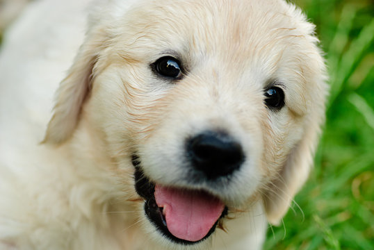 Golden Retriever Puppy In The Grass