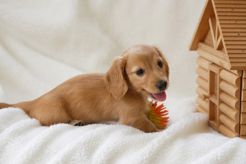 ﾐﾆﾁｭｱﾀﾞｯｸｽ仔犬 © paylessimages