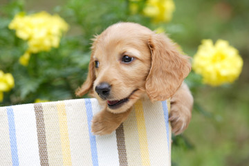 ﾐﾆﾁｭｱﾀﾞｯｸｽ仔犬 © paylessimages