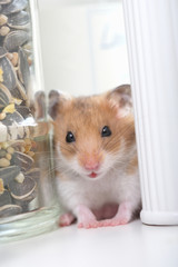 ゴールデンハムスター