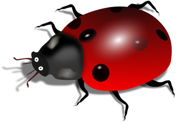 petite coccinelle
