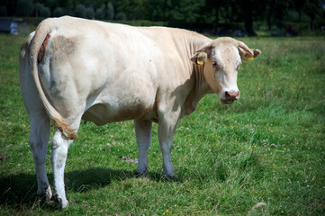 Grazing cow