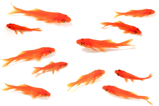Goldfish　金魚