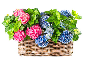 beautiful hortensia on white background. colorful hydrangea in b