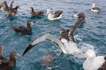Gibson's Wandering Albatross Feeding Time - obrazy, fototapety, plakaty